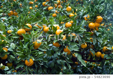 ミカンの木　みかんいっぱい！（温州蜜柑） 54823690