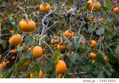 木守柿　甘柿の実　柿いっぱい！ 54823692