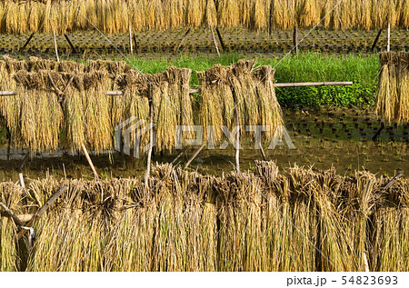 稲穂天日干し はざ掛け 稲干し台の写真素材 [54823693] - PIXTA