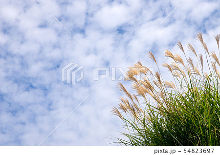 秋空・うろこ雲とすすき 秋空・うろこ雲とすすき 54823697