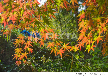 紅葉狩り 自然観察 紅葉狩り 自然観察 54823700