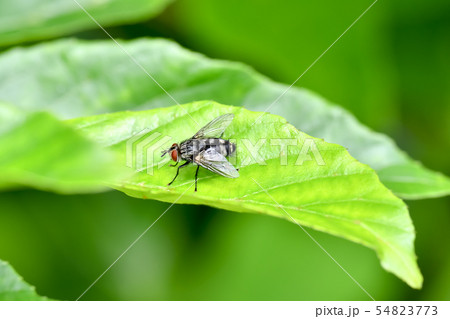 センチニクバエ 54823773