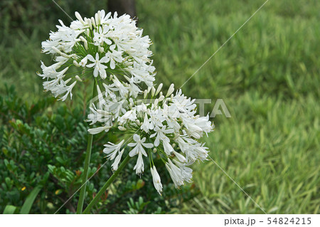 白のアガパンサスの花 54824215