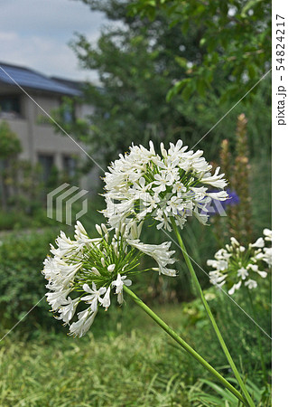 白のアガパンサスの花の写真素材