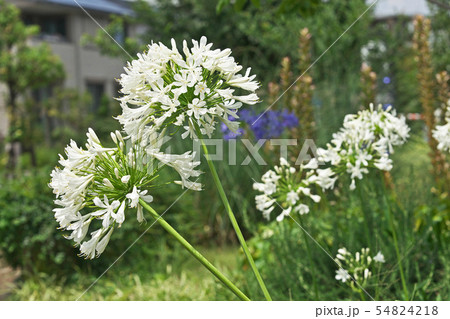 白のアガパンサスの花の写真素材