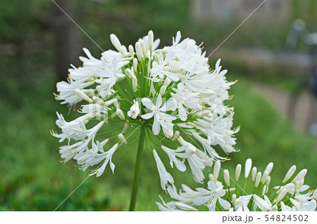 白のアガパンサスの花の写真素材