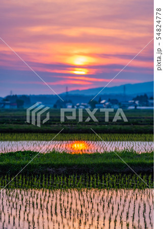 田んぼに沈む夕日、田んぼに映る夕日、田園風景、夕日、福島、猪苗代湖
