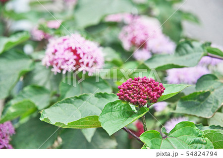 ボタンクサギの花と蕾 ボタンクサギの花と蕾 54824794