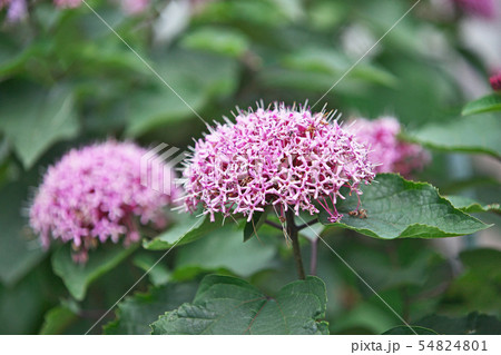 ボタンクサギの花 54824801