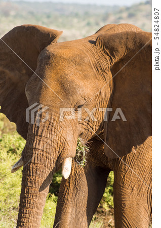 An old elephant in the savannah of Samburu Park An old elephant in the savannah of Samburu Park 54824807