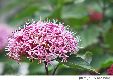 ボタンクサギの花と蕾 54824968