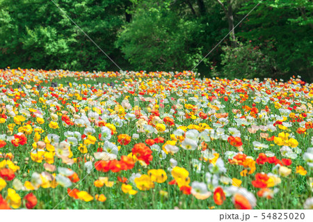 国営武蔵丘陵森林公園のポピーの花畑 54825020