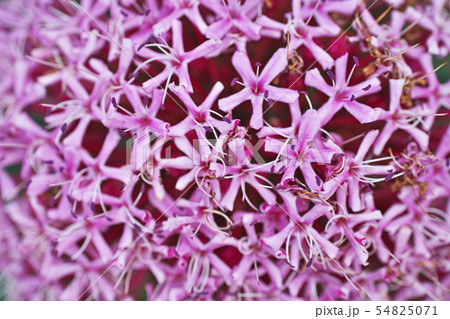 ボタンクサギの花 54825071