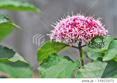 ボタンクサギの花 ボタンクサギの花 54825073