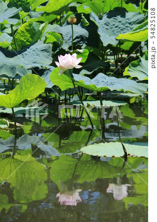 池に咲く蓮の花 54825108