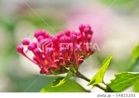 ボタンクサギの蕾 ボタンクサギの蕾 54825203