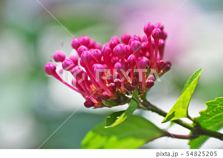 ボタンクサギの蕾 ボタンクサギの蕾 54825205