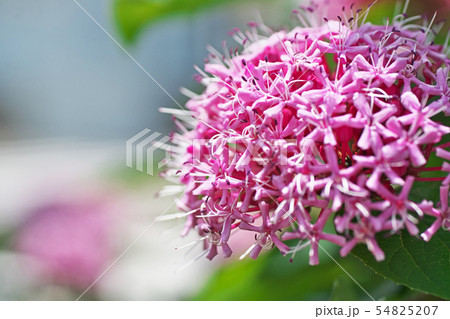 ボタンクサギの花 ボタンクサギの花 54825207