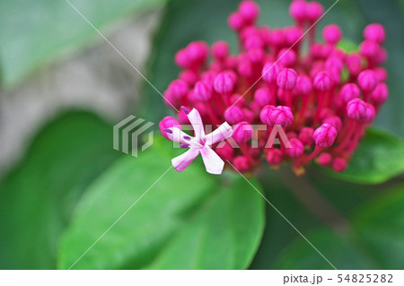 ボタンクサギの蕾 54825282