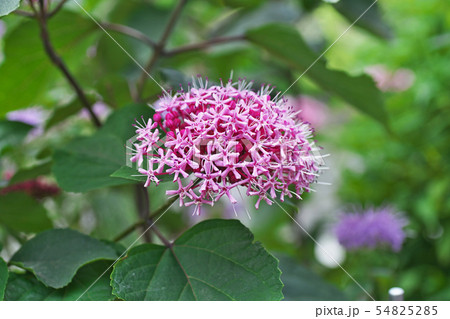 ボタンクサギの花 54825285