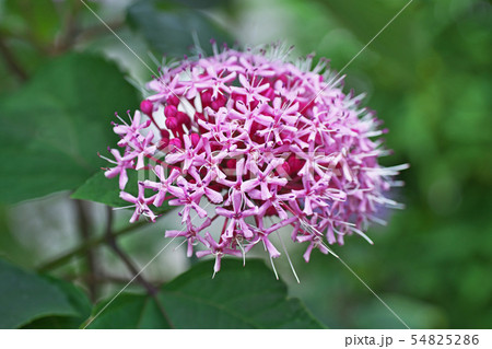 ボタンクサギの花 54825286