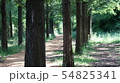 フル 樹木 森 54825341