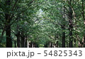 樹木 寺院 ガーデン 54825343