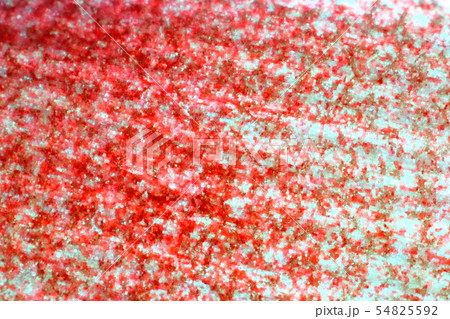 ミョウガ 54825592