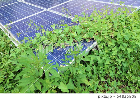 雑草に囲まれた太陽光発電所 54825808