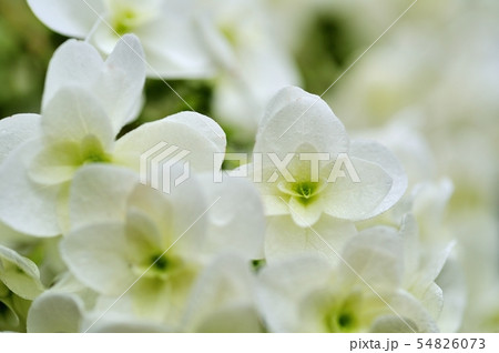 柏葉紫陽花 54826073