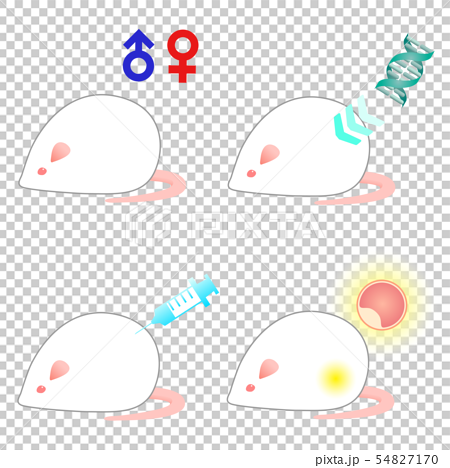 実験動物 マウス mouse オス・メス・DNA・注射・胚移植イメージ 54827170
