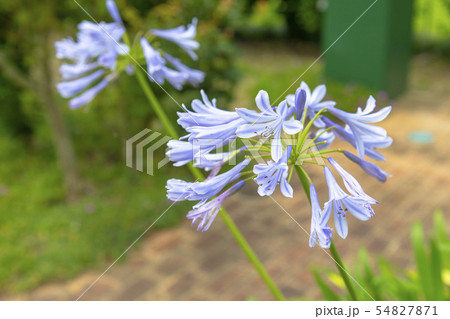 アガパンサスの写真素材