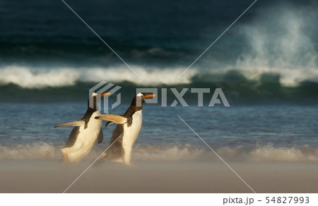 Young Gentoo penguin chasing its parent to be fed 54827993