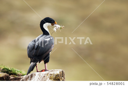 Imperial shag with nesting material in the beak 54828001
