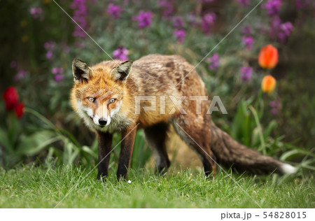 Close up of a red fox among flowers 54828015