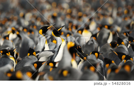 King penguins making way through a group of others 54828016