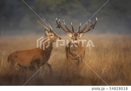 Red deer stag chasing a young buck away 54828018