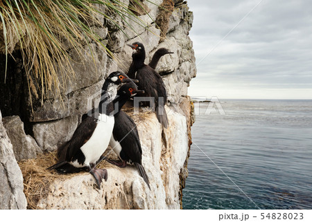 Rock shags nesting on the ledges of steep cliffs Rock shags nesting on the ledges of steep cliffs 54828023