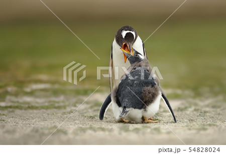 Gentoo penguin feeding chick Gentoo penguin feeding chick 54828024