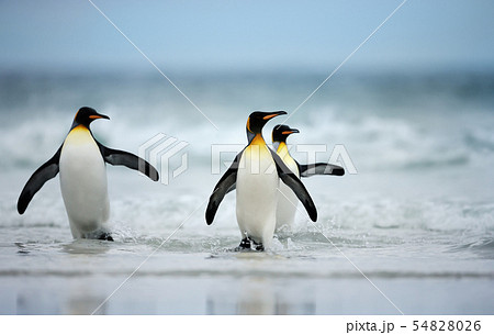 Three King penguins returning from sea 54828026
