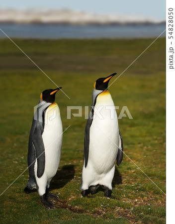 Close up of King penguins in Falkland Islands 54828050
