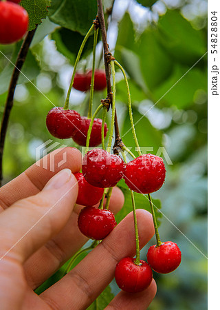 Farmer's hand with bunch of fresh red cherries Farmer's hand with bunch of fresh red cherries 54828804