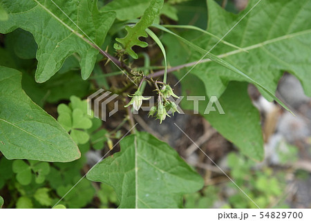ワルナスビの花 54829700