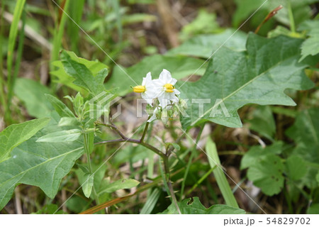 ワルナスビの花 ワルナスビの花 54829702