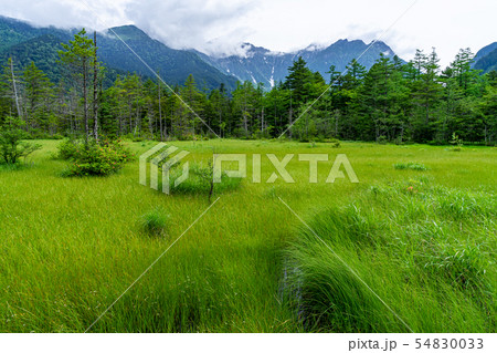夏の上高地　田代湿原　長野県松本市 54830033