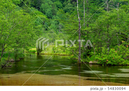 夏の上高地　田代池　長野県松本市 54830094