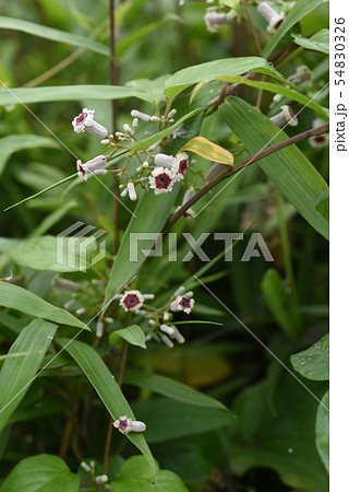 ヘクソカズラの花 54830326