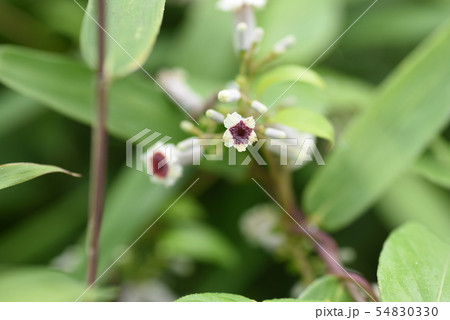 ヘクソカズラの花 54830330