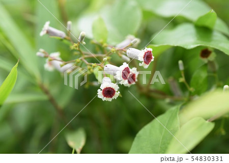 ヘクソカズラの花 54830331