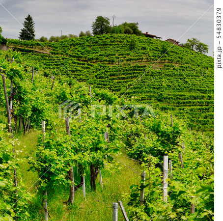 Green hills and valleys with vineyards of Prosecco Green hills and valleys with vineyards of Prosecco 54830379